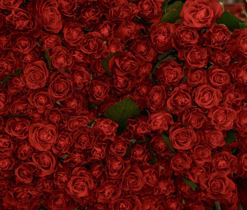 Crimson roses with velvety petals and dark green leaves overlap in a dense, high-resolution floral bouquet.