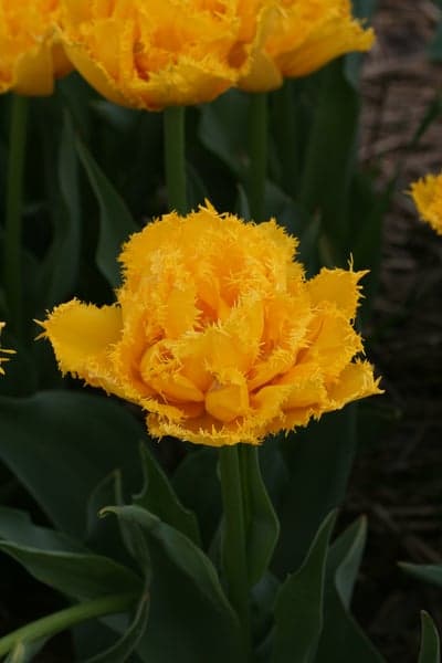 Vibrant Yellow Fringed Tulip Blooms in Spring Garden