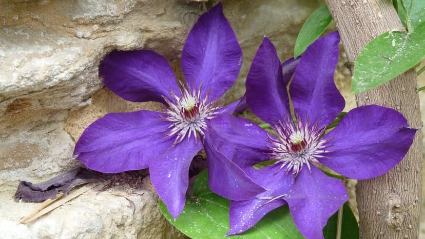 Purple clematis flowers with white centers bloom over a textured grey stone wall and green leaves in sunlight.