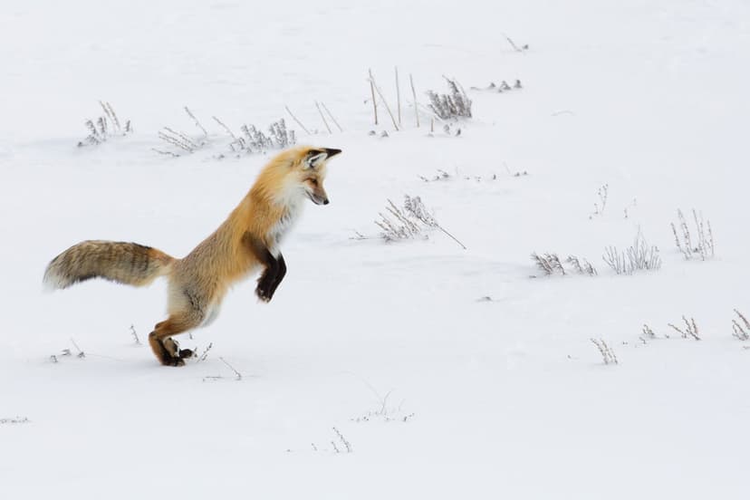 Red fox pouncing into deep snow with its bushy tail extended and orange fur contrasting against white frost.