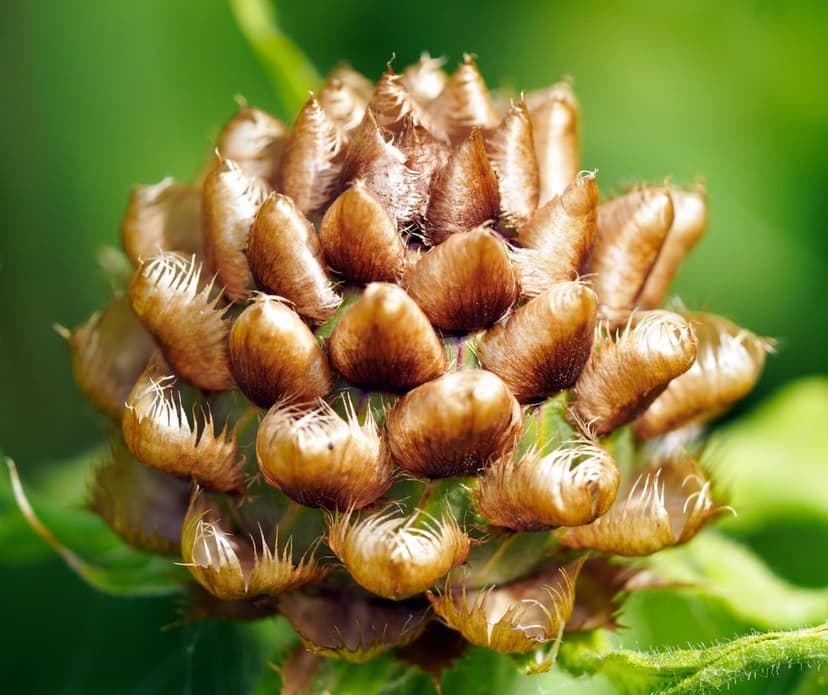 Dried seed head with prickly brown husks and fine fuzzy filaments set against a blurred green forest background.