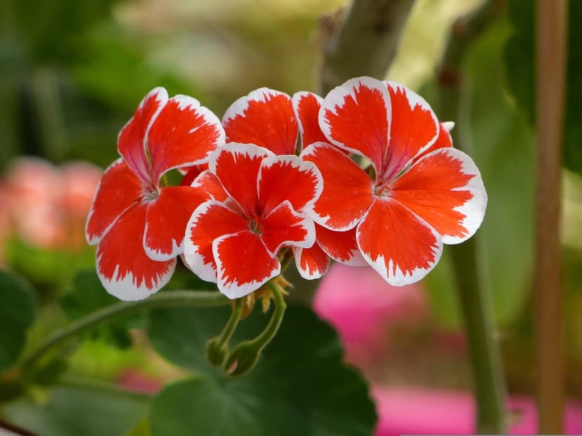 Red geranium petals with white borders clustered together against a blurred green background in bright daylight.