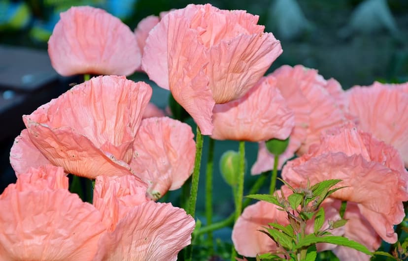 Pink poppies with ruffled petals appear in soft focus against a blurred green garden background in bright light.