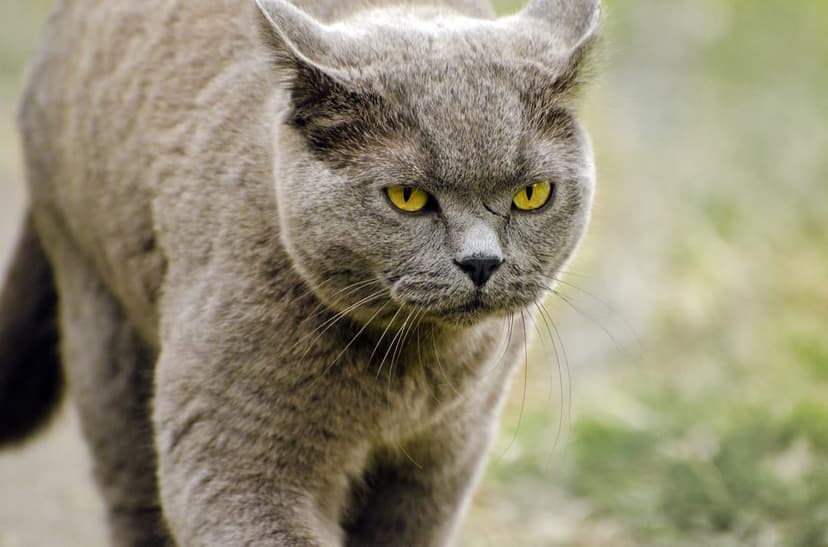 British Shorthair cat with a stern expression and yellow eyes walks through a blurred green garden setting.