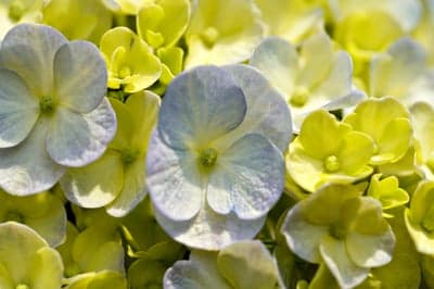 Pale Blue Hydrangea Petals Pastel Bloom Tablet Backdrop