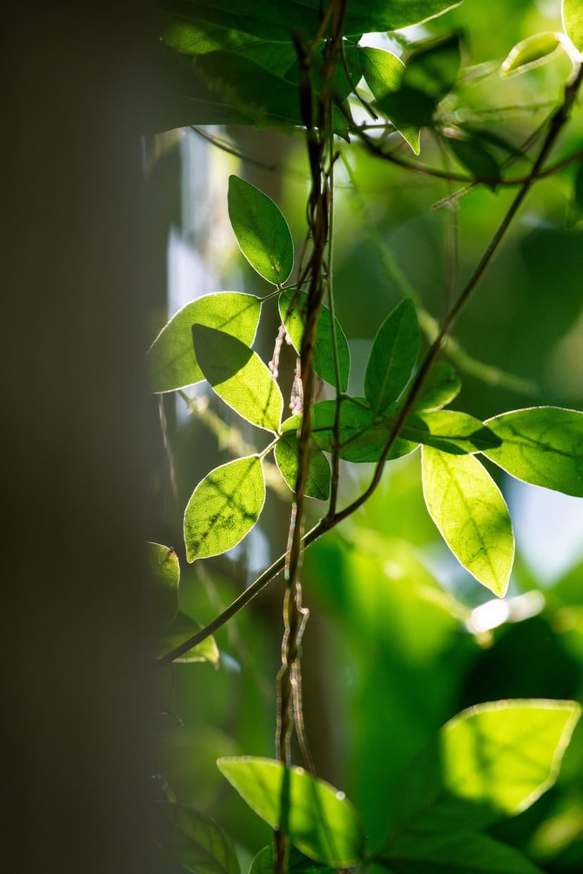 Green heart-shaped leaves and winding vines glow under golden morning light with a soft bokeh background effect.