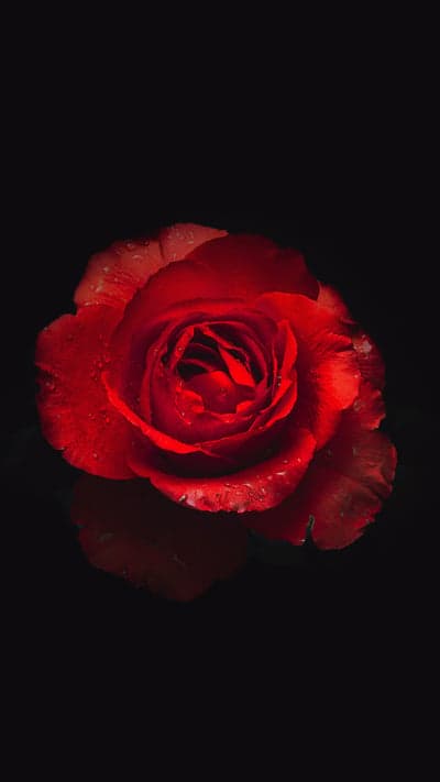 Nature's Canvas - A Symphony of Blooms