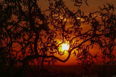 Vibrant Sunset Sky and Tree Silhouette Mobile Wallpaper