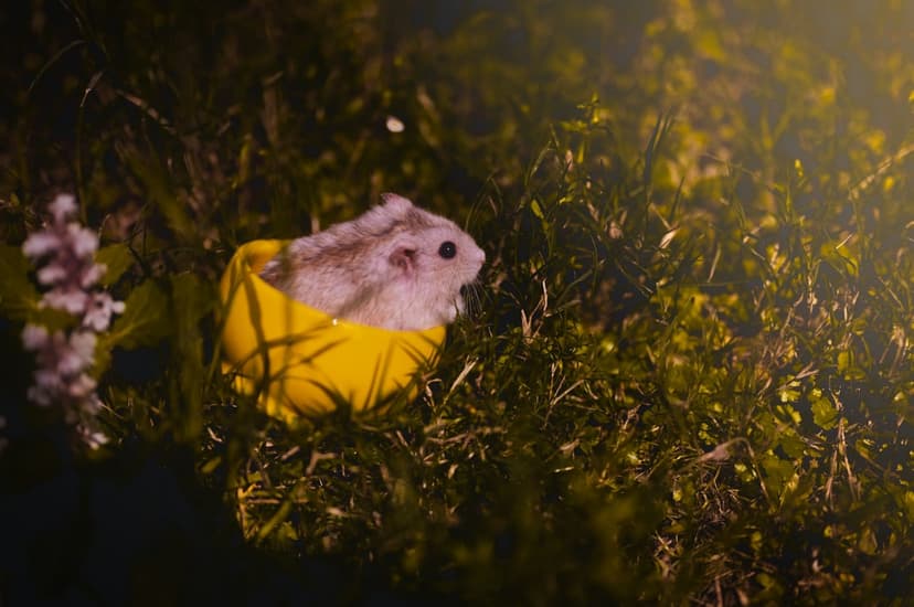Small fluffy hamster peeks out of a yellow ceramic cup sitting in green grass with soft pink flowers behind it.