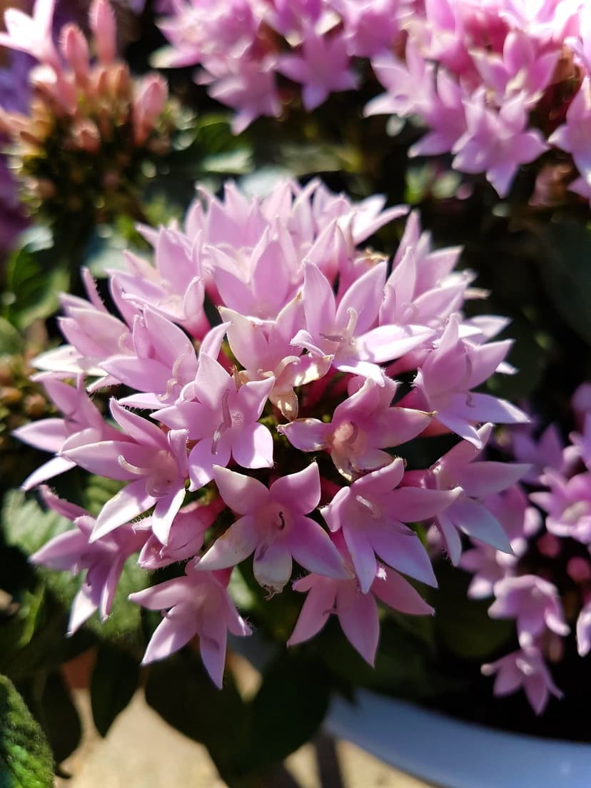 Pink star-shaped Penta flowers with pointed petals cluster in a macro view against a blurred green background.