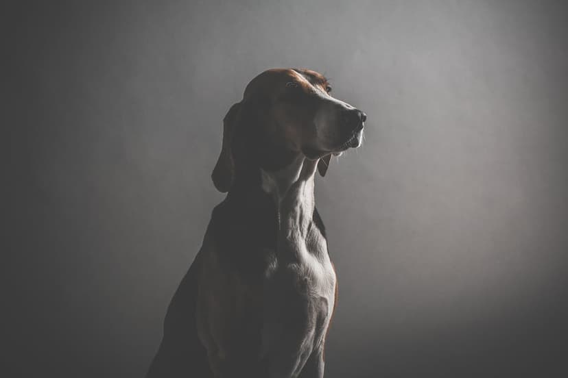 Regal hound dog in profile with warm rim lighting against a dark textured background in a moody studio setting.
