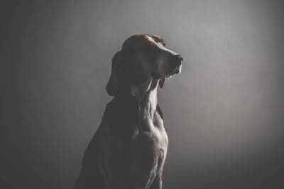 Dramatic portrait of a hound dog in moody lighting