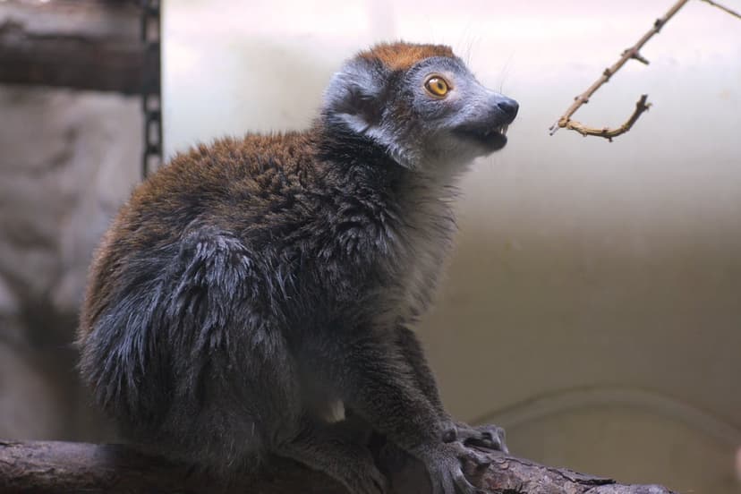 Young lemur with bright yellow eyes reaches for a thin twig while perched on a branch against a light wall.