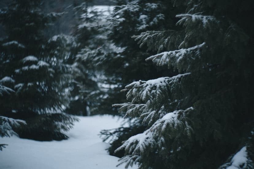 Snowy path winding through a dense forest of evergreen trees covered in thick white frost and deep shadows.