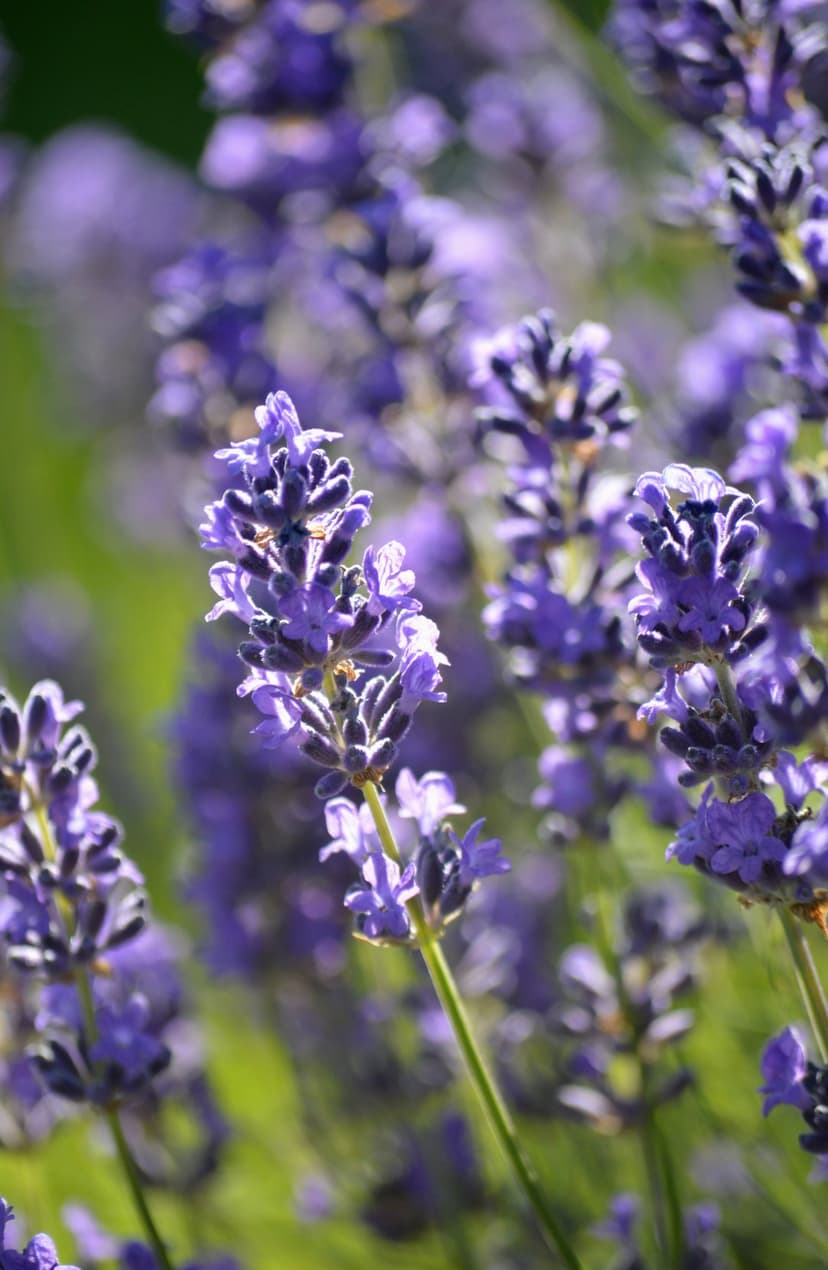 Purple lavender blossoms glow in soft sunlight against a blurred green background in a vertical composition.