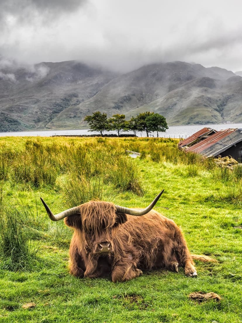 Highland cow with long horns resting in a green field beside a misty Scottish loch and a rustic iron shed.