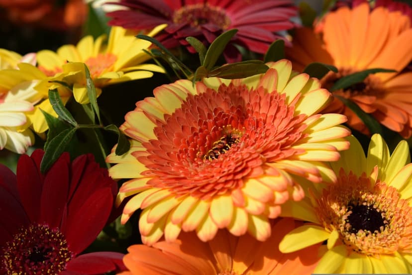 Gerbera daisies in orange, yellow, and red with detailed centers and petals bundled in a bright floral bouquet.