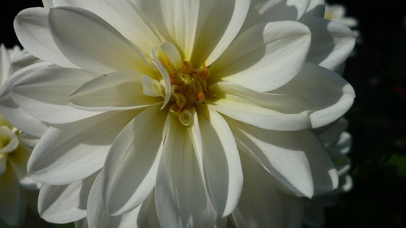 White dahlia flower with a yellow center and layered petals set against a dark, blurred background in sunlight.