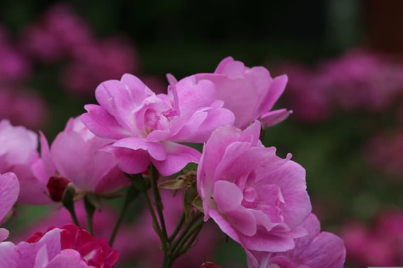 Pink roses with velvety petals bloom in a cluster against a blurred green and floral background in soft light.