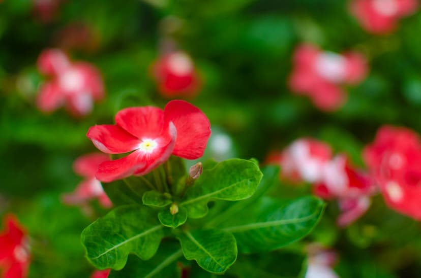 Red vinca flowers with white centers bloom among glossy green leaves in a macro botanical close-up view.