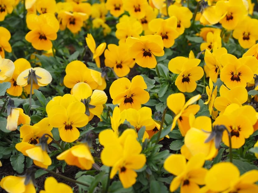 Yellow pansies with dark purple centers cluster together against a background of lush green garden foliage.