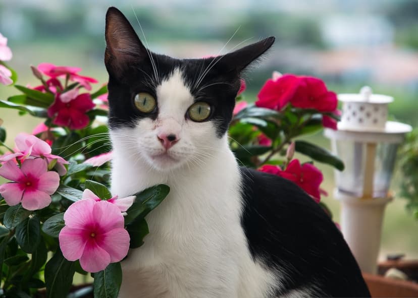 Black and white cat with green eyes sitting among pink and red flowers in a garden with soft focus background.