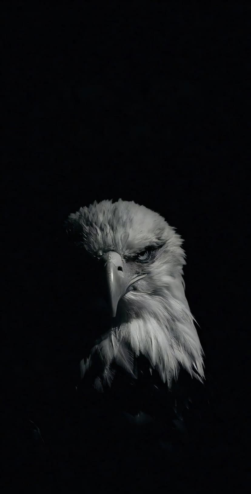 Bald eagle head with a sharp yellow beak and piercing gaze against a solid black background in low light.