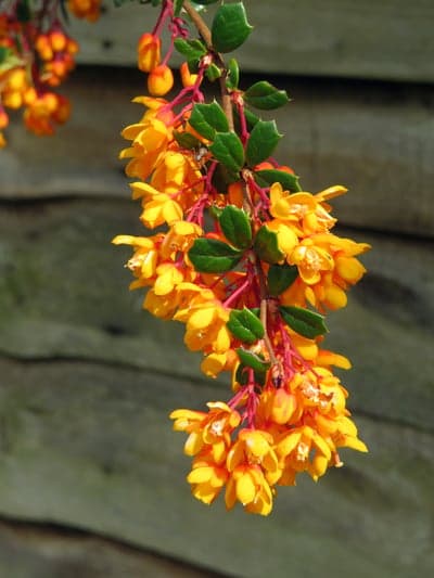 Golden Barberry Flower Clusters Mobile Wallpaper