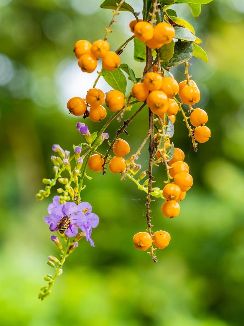 Honeybee perched on violet petals near small orange berries against a blurred green forest background.