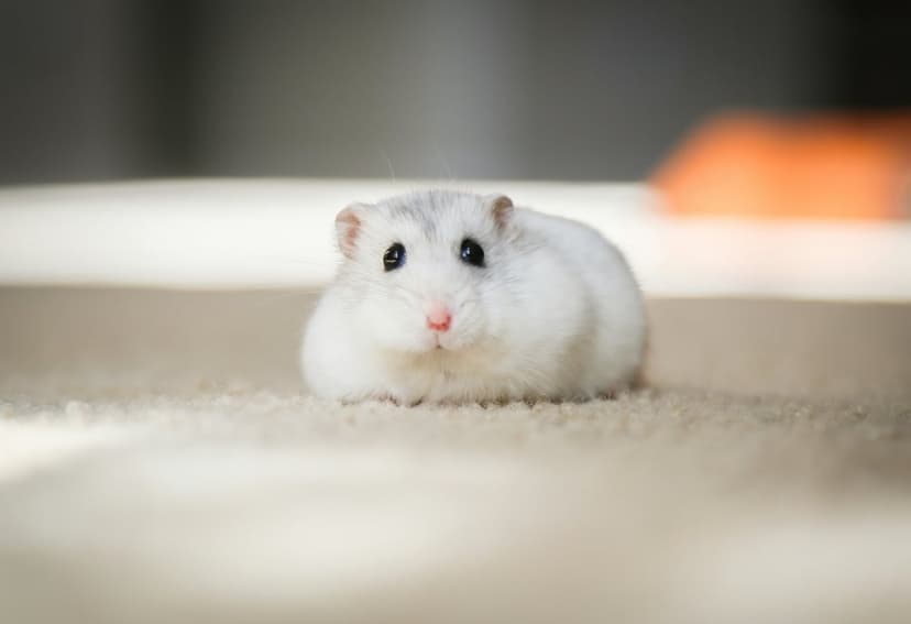 Tiny white hamster with black eyes and a pink nose sits on a beige rug with soft-focus background lighting.