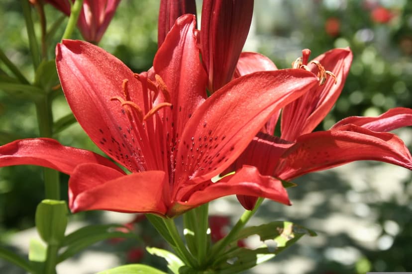 Red lily flower petals and green stamen with yellow pollen captured in a macro close-up with soft background blur.