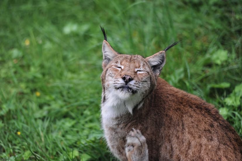 Lynx scratching its muzzle with eyes shut while sitting in a grassy meadow under soft natural lighting.