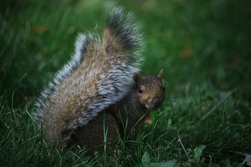 Brown squirrel with soft fur peeking behind its bushy tail while nestled in a blur of lush green meadow grass.