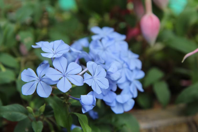 Blue plumbago flowers with five petals in focus against a blurred backdrop featuring a single hanging pink bud.