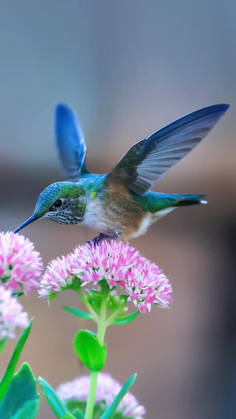 Hummingbird with green feathers sips nectar from pink flowers against a blurred blue and brown garden backdrop.