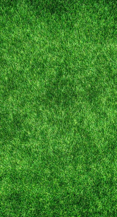 Vibrant Green Grass Field Texture Background