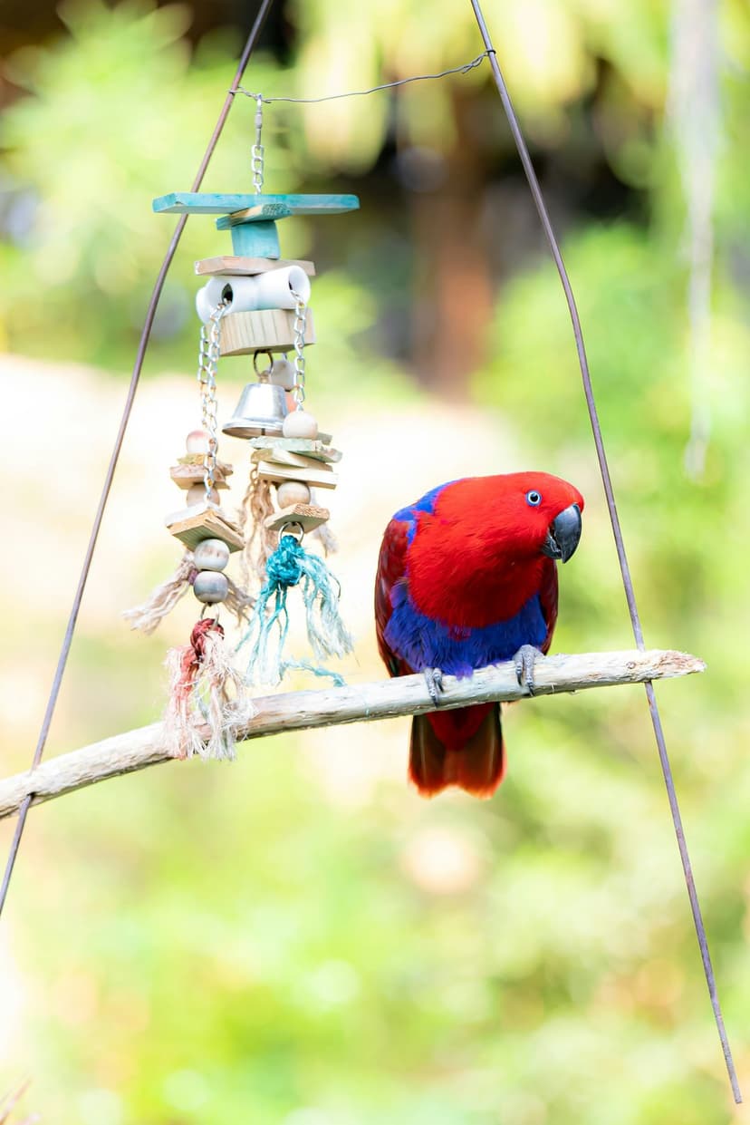Female Eclectus parrot with red and blue feathers perches on a branch next to a colorful wood and bell toy.
