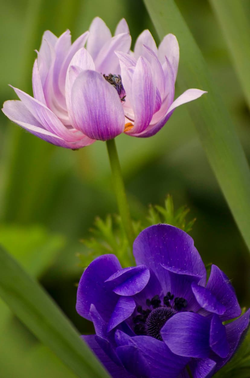 Pink and purple anemone flowers with delicate petals bloom amidst soft green leaves in a close-up macro view.