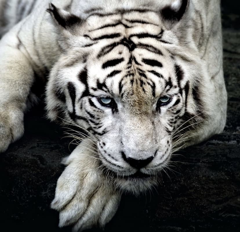 White tiger with bright blue eyes lying on dark rocks, showing detailed facial stripes and a direct gaze.
