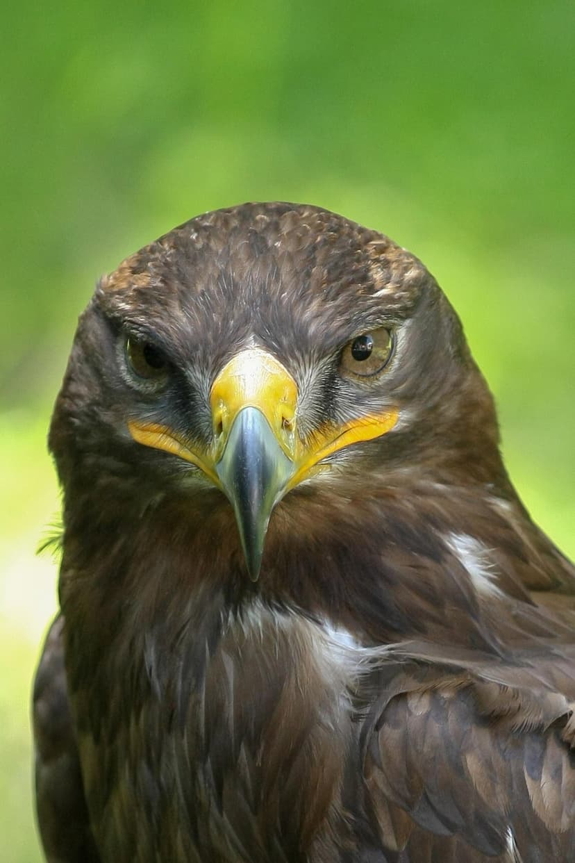 Golden eagle head shows detailed brown feathers and a sharp yellow beak against a soft green forest background.
