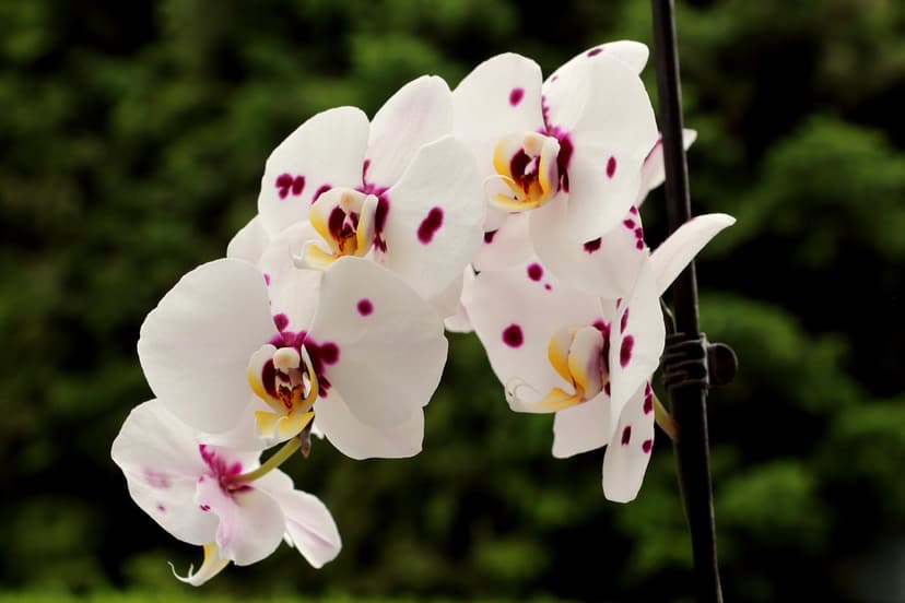 White Phalaenopsis orchids with purple spots bloom against a blurry green leaf background in sharp macro detail.