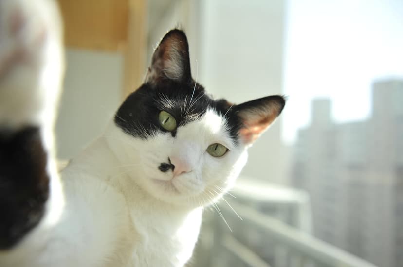 Black and white cat with green eyes and a spot on its nose peeks out against a blurred window background.