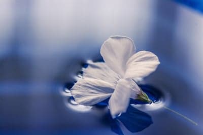 White Floral Bloom on Deep Blue Water Mobile Wallpaper