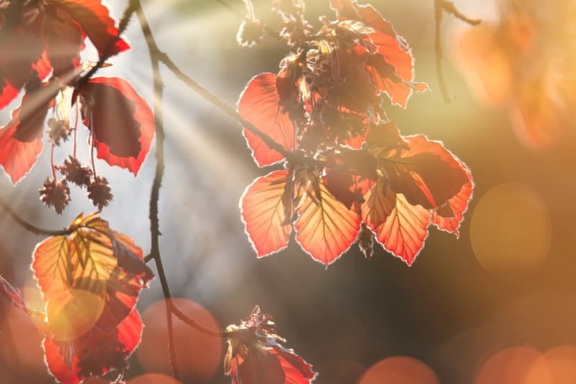 Copper autumn leaves backlit by golden sunlight with soft bokeh circles in a shallow depth of field shot.