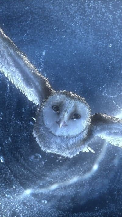 Serene Barn Owl Flight in Atmospheric Blue Mobile Backdrop