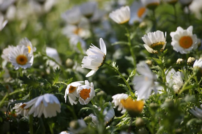 White daisies with yellow centers bloom in a sunlit field, creating a soft focus botanical scene for mobile.