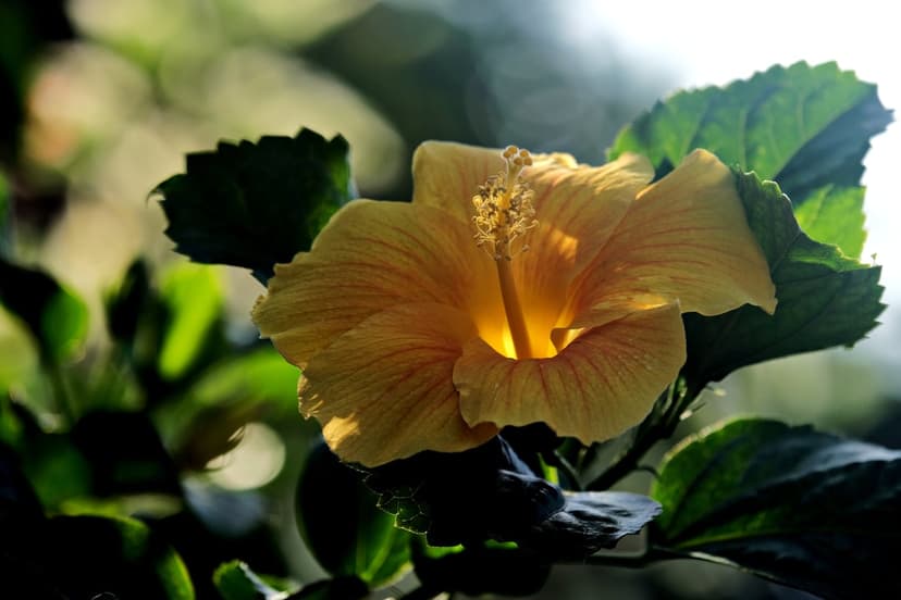 Yellow hibiscus flower with detailed stamen and soft petals glows against a blurred green bokeh background.