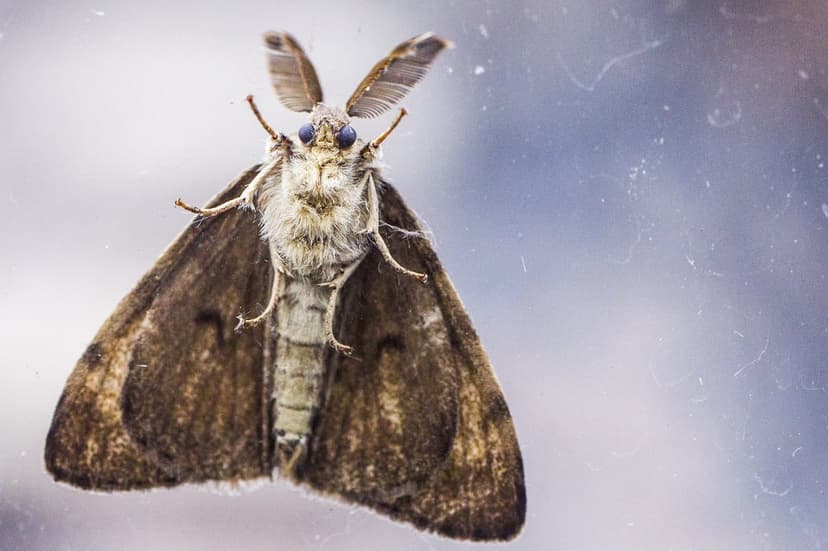Moth with feathery antennae and blue eyes rests on a surface against a blurry blue and white bokeh background.