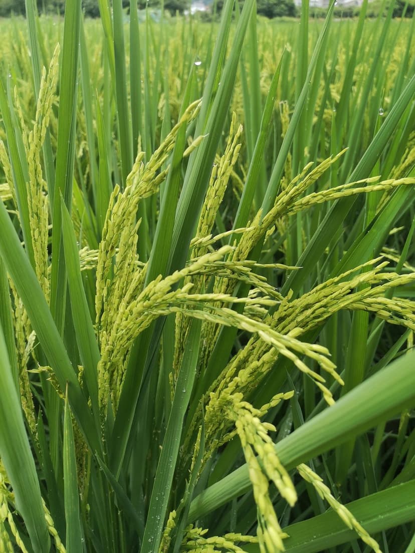 Green rice stalks with developing grains and slender leaves are captured in a close-up macro view under sunlight.