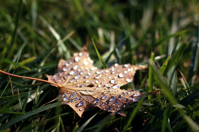 Dewdrops glisten on a veined orange leaf resting in green grass under soft golden morning sunlight in a macro view.